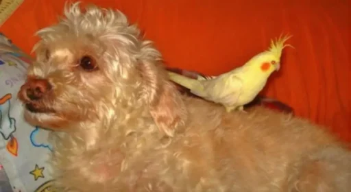 Cómo coquetear de forma sutil y efectiva