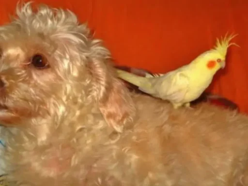 Cómo coquetear de forma sutil y efectiva